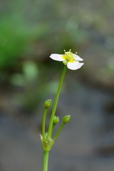 Alisma gramineum