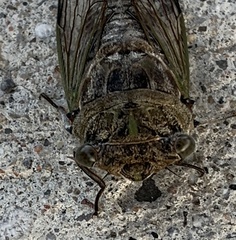 Neotibicen canicularis