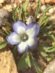 Wahlenbergia acaulis