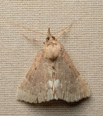 Hypena bijugalis