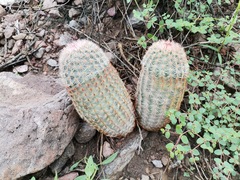 Echinocereus pectinatus pectinatus