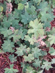 Geranium maculatum