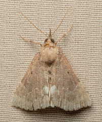 Hypena bijugalis