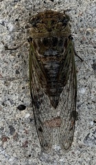 Neotibicen canicularis