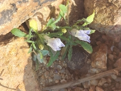 Wahlenbergia acaulis