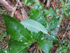 Salix cinerea