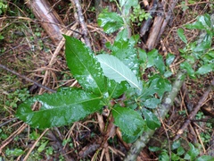 Salix cinerea