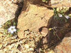 Wahlenbergia acaulis