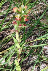Castilleja indivisa