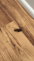 Periplaneta fuliginosa