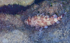 Scorpaena maderensis