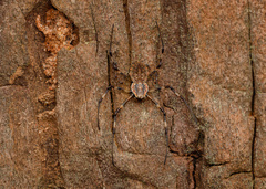 Herennia multipuncta