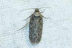 Depressaria daucella