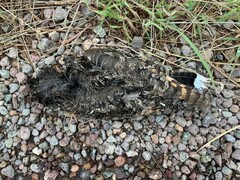 Phalaenoptilus nuttallii