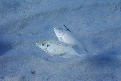 Thalassoma pavo