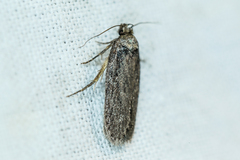 Depressaria daucella