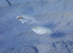 Thalassoma pavo