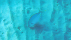 Pseudocaranx dentex