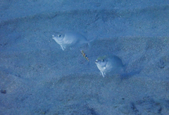 Thalassoma pavo