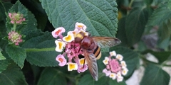 Volucella zonaria