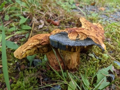 Boletus subvelutipes
