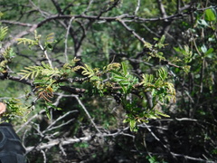 Senegalia berlandieri