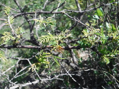 Senegalia berlandieri