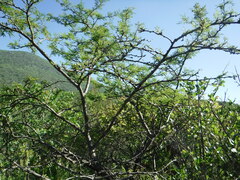 Senegalia berlandieri