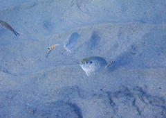 Thalassoma pavo