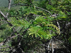 Senegalia berlandieri