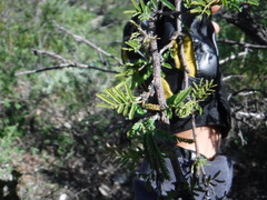 Senegalia berlandieri