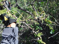 Senegalia berlandieri