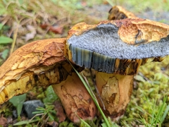Boletus subvelutipes