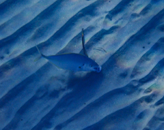 Pseudocaranx dentex