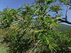 Senegalia berlandieri