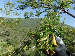 Senegalia berlandieri