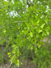Condalia hookeri