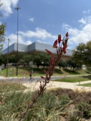 Hesperaloe parviflora