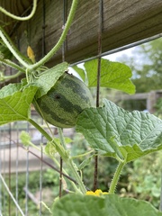Cucumis melo