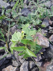 Galinsoga parviflora
