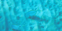 Pseudocaranx dentex