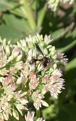 Physocephala sagittaria