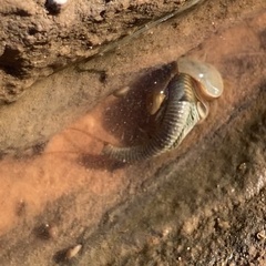 Triops