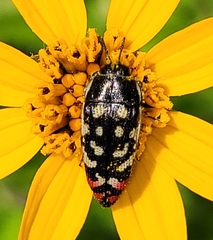 Acmaeodera disjuncta