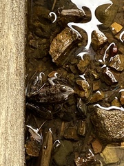 Rana draytonii