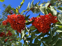 Sorbus decora