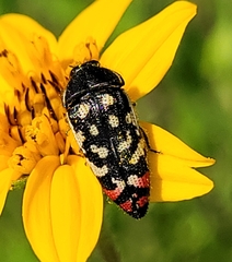 Acmaeodera disjuncta