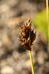 Carex foetida