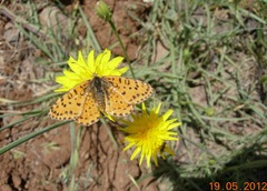 Melitaea didyma