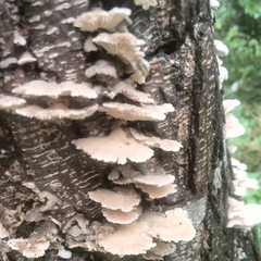 Irpiciporus